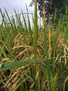 Harvest paddy field rice Paddy spikes rice spikes 7