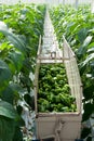Harvest paprikas in greenhouse Royalty Free Stock Photo