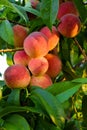 Harvest of peaches. harvest of peaches Royalty Free Stock Photo