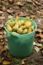 Harvest of pears