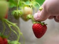 Harvest picking ripe strawberry