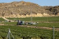 Harvest Picking - Spain Royalty Free Stock Photo