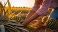 harvest for pineapple, close-up of hands picking up of pineapples, pineapples on the tree