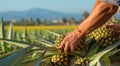harvest for pineapple, close-up of hands picking up of pineapples, pineapples on the tree