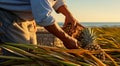 harvest for pineapple, close-up of hands picking up of pineapples, pineapples on the tree