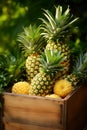 Harvest pineapples in a box in the garden. Selective focus.