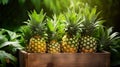 Harvest pineapples in a box in the garden. Selective focus.