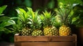 Harvest pineapples in a box in the garden. Selective focus.