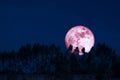 harvest pink moon on night sky back over silhouette pines tree and cloud background Royalty Free Stock Photo