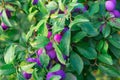 Harvest plums on bent branches under the weight of the fruit. Delicious ripe fruits and berries for making jams and Royalty Free Stock Photo