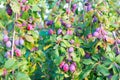 Harvest plums on bent branches under the weight of the fruit. Delicious ripe fruits and berries for making jams and Royalty Free Stock Photo