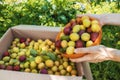 Harvest plums in the hands of woman. Fresh yellow and red plums in bowl and box