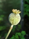 The harvest of poppy seeds is an old dry box of a poppy flower on the stem. on a non-harsh background Royalty Free Stock Photo