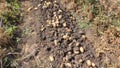 Harvest of potatoes in the garden. Farming. Raw potatoes. Royalty Free Stock Photo