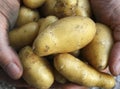 Harvest Potatos