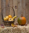 Harvest Pumpkin and Gourds