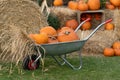 Harvest pumpkins in an agricultural cart near straw bales on the farm