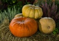 Harvest pumpkins on beige straw background of garden plant, autumn Royalty Free Stock Photo