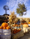 Harvest Pumpkins