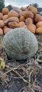 Harvest pumpkins on the field. Big green pumpkin. Preparing for Halloween Royalty Free Stock Photo