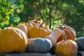 Harvest of pumpkins in the garden Royalty Free Stock Photo