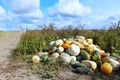 Harvest of pumpkins in the kitchen garden Royalty Free Stock Photo