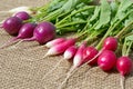 Harvest of radish of different varieties