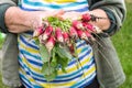 Harvest of radishes on hands of farmer.