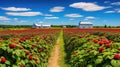 harvest raspberry farm