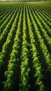 Harvest ready aerial view of vineyard with neatly arranged rows