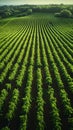 Harvest ready aerial view of vineyard with neatly arranged rows