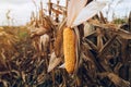 Harvest ready ripe corn maize cob in field Royalty Free Stock Photo
