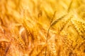 Harvest ready triticale ears, hybrid of wheat and rye Royalty Free Stock Photo