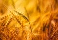 Harvest ready triticale in field Royalty Free Stock Photo