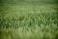 harvest ready wheat fields in late summer Royalty Free Stock Photo