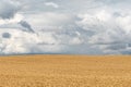 Harvest ready wheat-land at blue cloudy sky background. Royalty Free Stock Photo