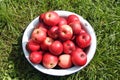 Ripe apples from the backyard. Harvest of red apples in a basin. Royalty Free Stock Photo