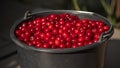 Harvest of red cherries. ÃÂ¡herries in a bucket. Fresh ripe cherries.