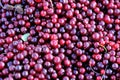 Harvest red cranberry Royalty Free Stock Photo