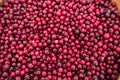 Harvest red cranberry Royalty Free Stock Photo