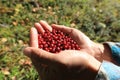 Harvest red cranberry Royalty Free Stock Photo