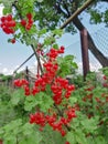 Harvest of red currants. Red currant berries hang on the bush. Ripe currants are red. Summer berries