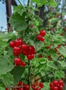 Harvest of red currants. Red currant berries hang on the bush. Ripe currants are red. Harvesting. Summer berries