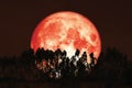 harvest red moon on night sky back over silhouette pines tree and cloud background Royalty Free Stock Photo