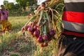 Harvest red onions. Modern Indian Village