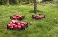 The harvest of red ripe apples is collected in plastic baskets Royalty Free Stock Photo