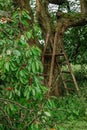 Harvest of red sweet cherries in the garden.Agricultural farmer`s scene.Woooden ladder on tree.Cherry trees in orchard Royalty Free Stock Photo