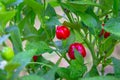 Harvest of red sweet peppers, small peppers with leaves grow, close-up Royalty Free Stock Photo