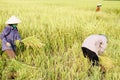 Harvest rice Royalty Free Stock Photo