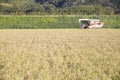 Harvest rice with a combine Royalty Free Stock Photo